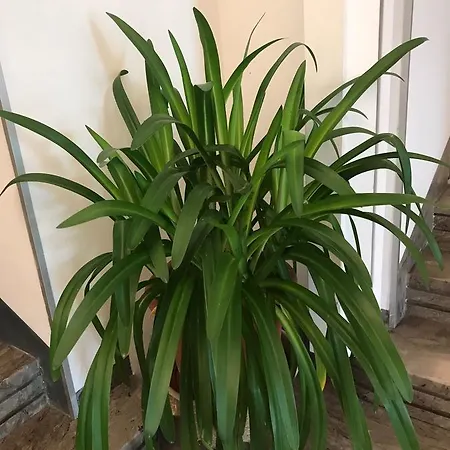 Smeraldo 3* Brenzone sul Garda